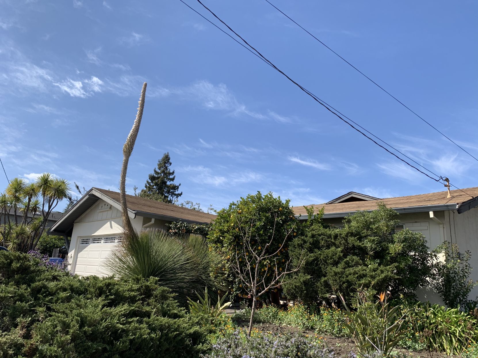 Exotic flower emerges on Tallac Street